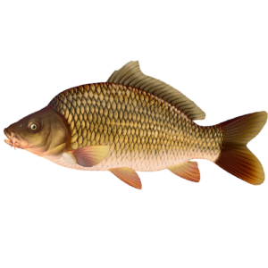 Carpe 1 été (2 sacs de 2,5 kg de poisson)