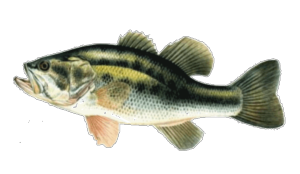 Black-Bass le lot de 8