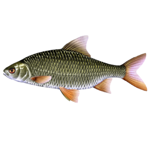 Gardon (4 sacs de 2,5 kg de poisson)